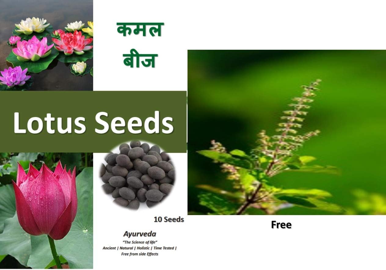 SelpLine Tulsi 1 Rama Tulsi Live Plant + 1 Krishna Tulsi Live Plant - Rama and Krishna Live Plants