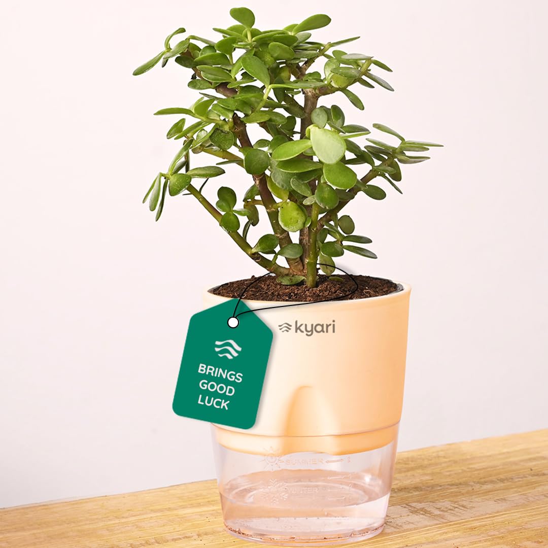 Kyari Good Luck Jade Plant with Cream Self Watering Pot - Small 4 Inch
