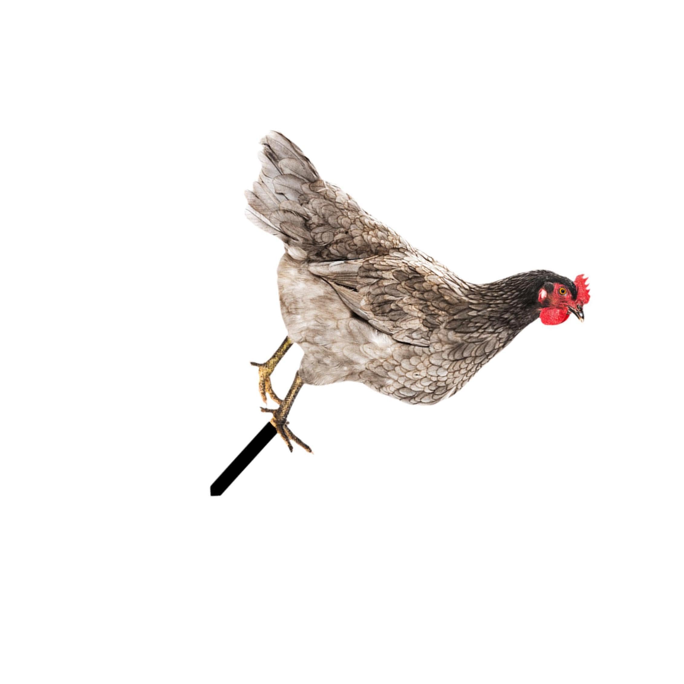 mophrati Acrylic Animal Stake Figurine Sign Pathway Patio Secures Attention On Chicken Garden Statue Enriching Warm Outdoor Ambiance Chicken Garden Statue, Style B