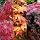 3 x Acer Plant Collection in 11cm Pots - Palmatum Varities Like Atropurpureum - Flamingo - Bloodgood - Osakazuki