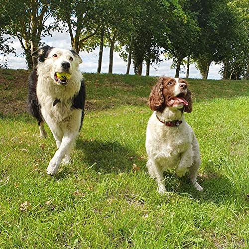 Big Game Hunters Hunde-Tennisball, doppelt stark, unzerstörbar, ideal für Aggressive Kauer, 20 Stück