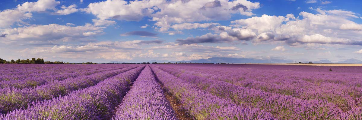Lavendelblüten | 1000g | getrocknet und essbar | Lavendeltee | Lavendel Tee | Lavendel Blüten tiefblau aus der Provence | französische Delikatesse | Gerüche-Küche