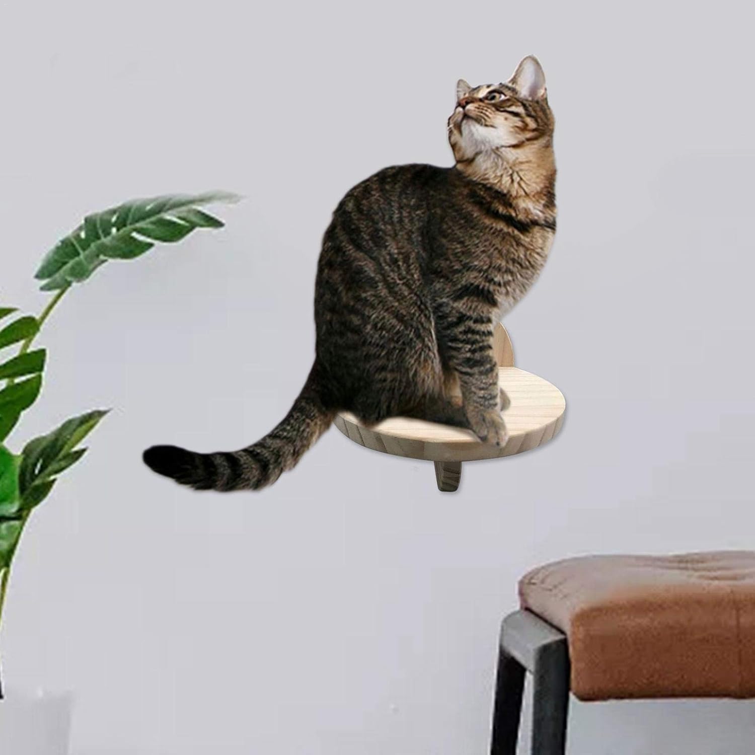 Kedi merdiveni, kedi merdiveni, tırmanma merdiveni, duvara tırmanma Kedi merdiveni, kedi merdiveni, tırmanma merdiveni, duvara tırmanma