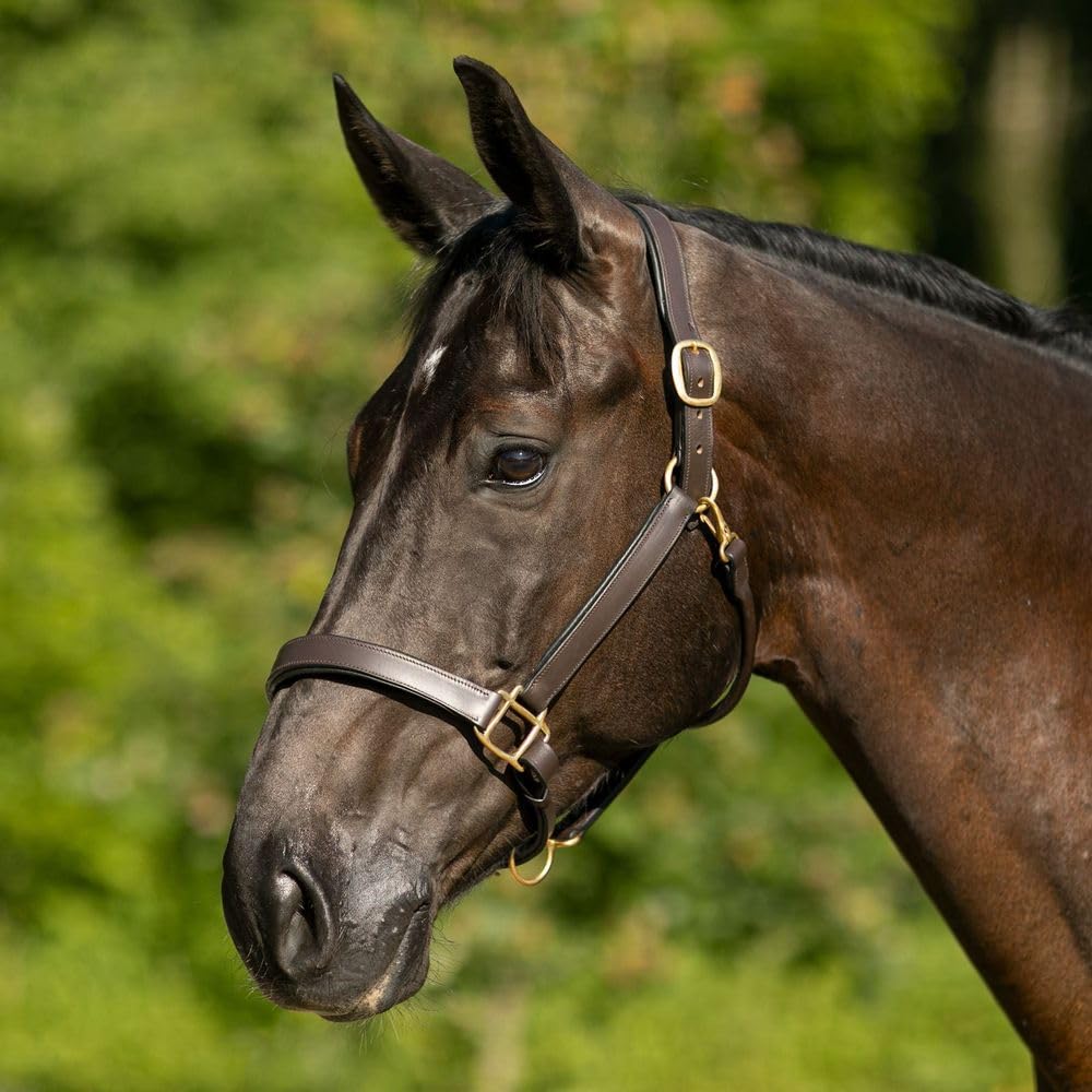 Dura-Tech Premier Saratoga Padded Leather Halter for Horses | Soft Buffalo Leather with Adjustable Fit & Padded Comfort | Size Full Size