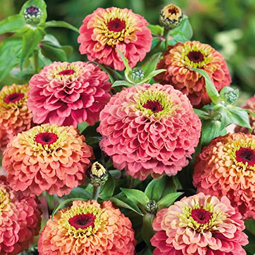 Zinnia Seeds - Queen Lime Red - Packet - Pink/Green/Yellow Flower Seeds, Open Pollinated Seed Attracts Bees, Attracts Butterflies, Attracts Hummingbirds, Attracts Pollinators #TOP3