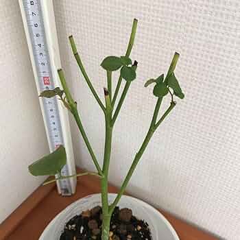 バラ苗(入手困難切り花種) 激レア種 バラ苗(入手困難切り花種) 激レア種 - メルカリ