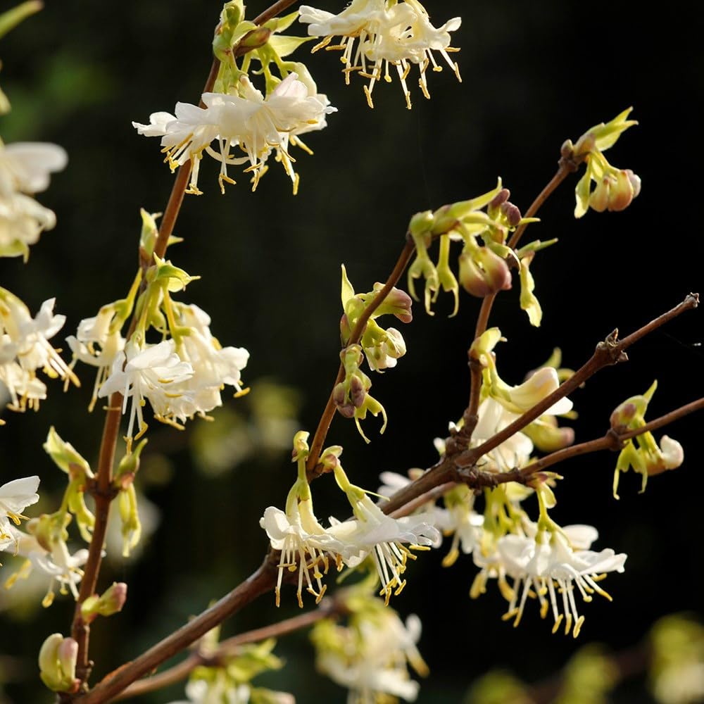 Plant Theory Winter Honeysuckle Lonicera Fragrantissima Shrub Plant 2L Pot