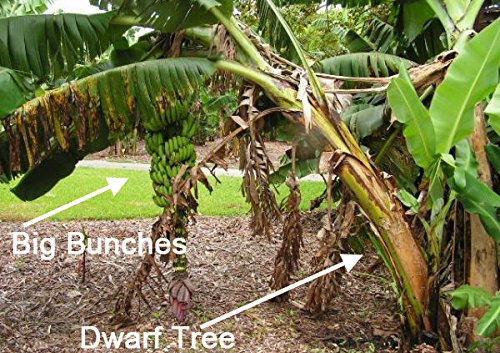 Grand Nain Chiquita Banana Tree - Live Dwarf Banana Plant #TOP2