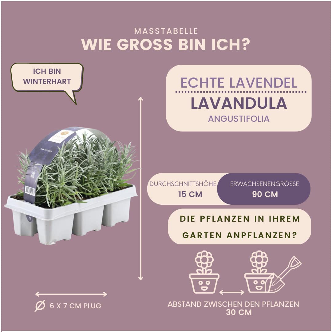 Plants by Frank | 24 Blauer Duft-Lavendel Pflanzen | Lavendel Angustifolia | Echter Lavendel Pflanze Winterhart Mehrjährig | Lavendelstrauch | Gartenpflanzen | 24 x Ø7 cm - 15 cm