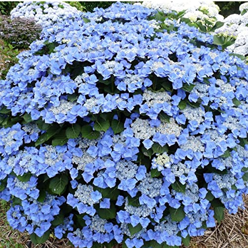 Hydrangea macrophylla Blaumeise - Hydrangea - Plant in 2 L Pot