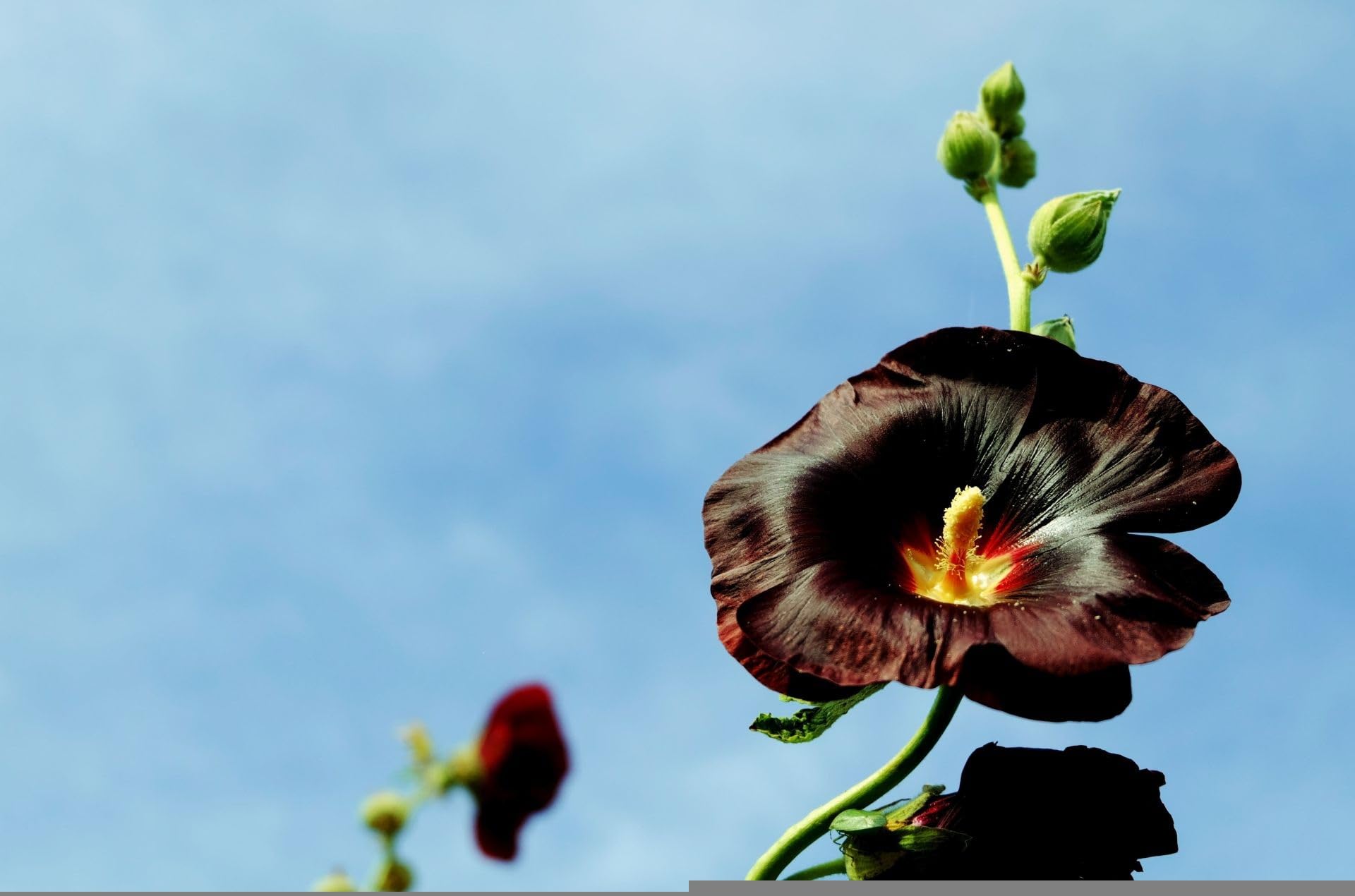 Schwarze Stockrose (Alcea rosea ´Nigra´) Samen. Malvengewächs Malvaceae (20000 Samen = 144,0g)