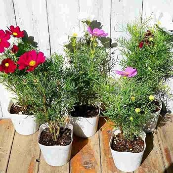 かお様♡秋桜の苗サイズのご確認陽です。 楽天市場】矮性コスモス ミックス 苗 9センチポット 3号 秋桜