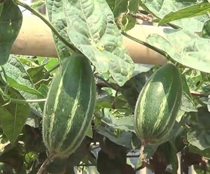 Deshi Pointed gourd Live Plant Male & Female Pack of 4 (B0CP3HB6HW) Amazon Price History, Amazon Price Tracker
