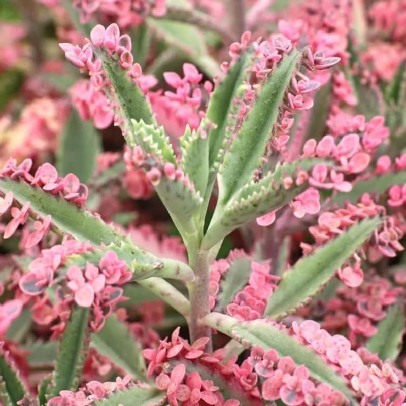 Miniatura 4 de Kalanchoe - Planta suculenta viva de mariposa rosa, maceta de 2 pulgadas, colorida para interiores, hermoso regalo para los amantes de las plantas