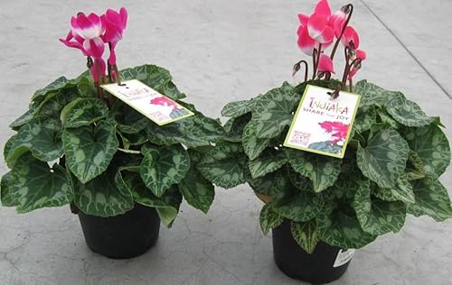 Generico Ciclamino Indiaka su vaso cm 14 in confezione da 2 piante