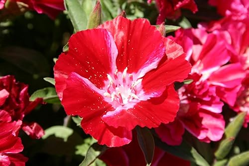 Miniatura 3 de Semillas de flores Scarlet Godetia  Más de 1500 semillas de flores altas cortadas por paquete, semillas de jardín de Isla, semillas sin OMG y