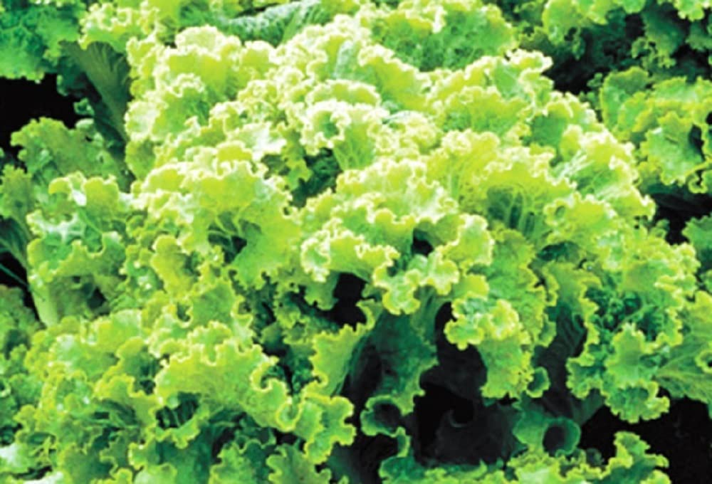 500 Green Ice Leaf Lettuce Seeds NonGMO Heirloom Fresh Garden Seeds