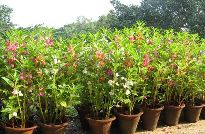 Semillas Balsam Camellia Mezcla Florecida/Impatiens Balsamina/Flores Anuales 6