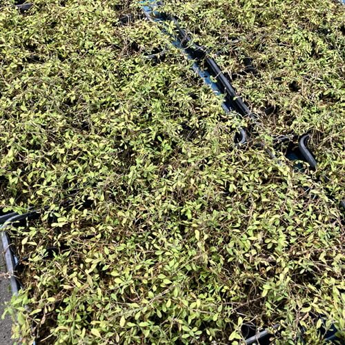 ヒメイワダレソウ（リピア）キッドセット 楽天市場】ヒメイワダレソウ（リピア）10Potセット（送料無料）花苗