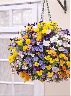 PREMIER SEEDS DIRECT Viola CORNUTA - Winter Trailing - TEARDROPS F1 Mix - 20 Seeds