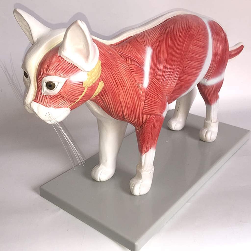 KJMWXOP Cat Anatomical Model Skeleton Internal Organs Anatomy Anatomical Teaching Animals For Teaching Model