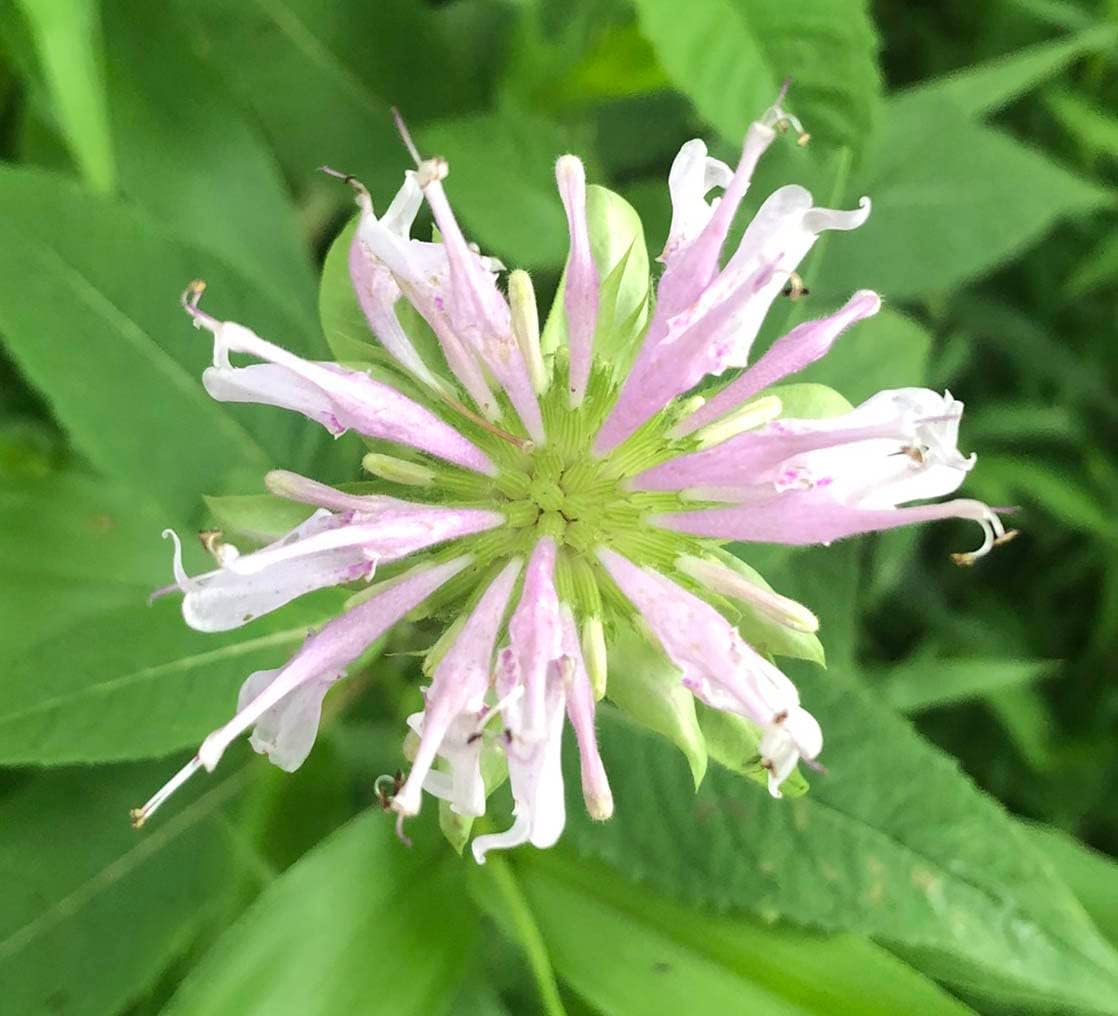 Smoke Camp Crafts Organic Native Bee Balm Live Plant (Monarda fistulosa) – Perennial Pollinator Plant in 2.5 Pot Purple Pink
