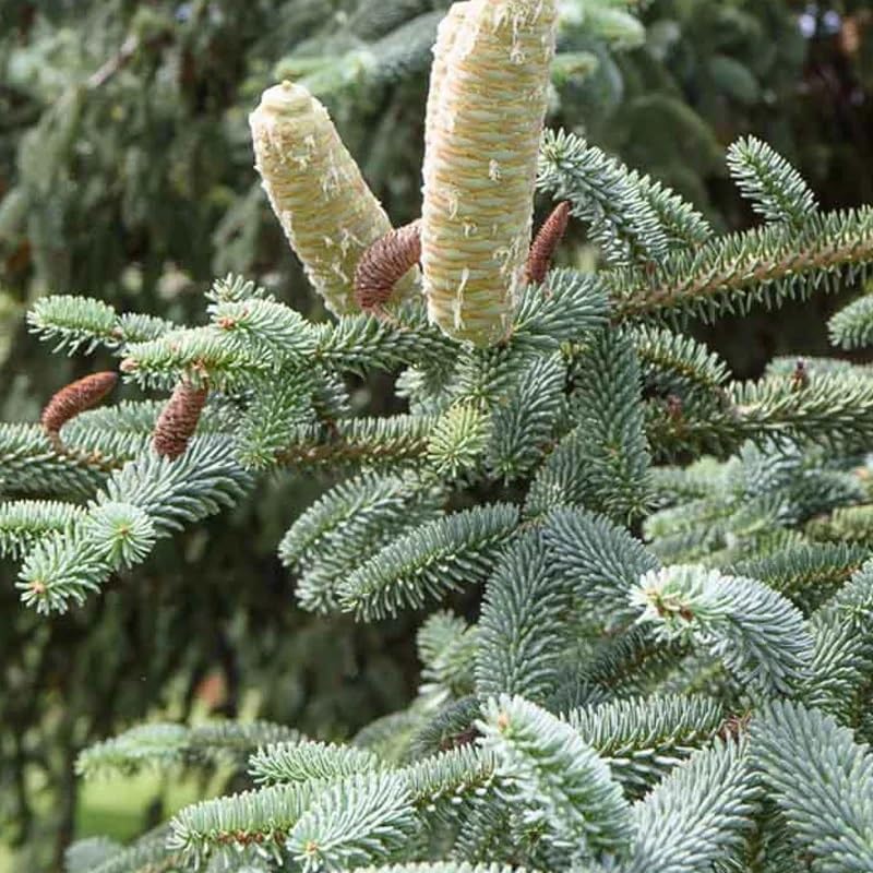 Miniatura 2 de Abies pinsapo (abeto español) Semillas de árbol, aspecto elegante y lujoso, semillas de MySeeds.Co, elige la cantidad (0.25 oz)