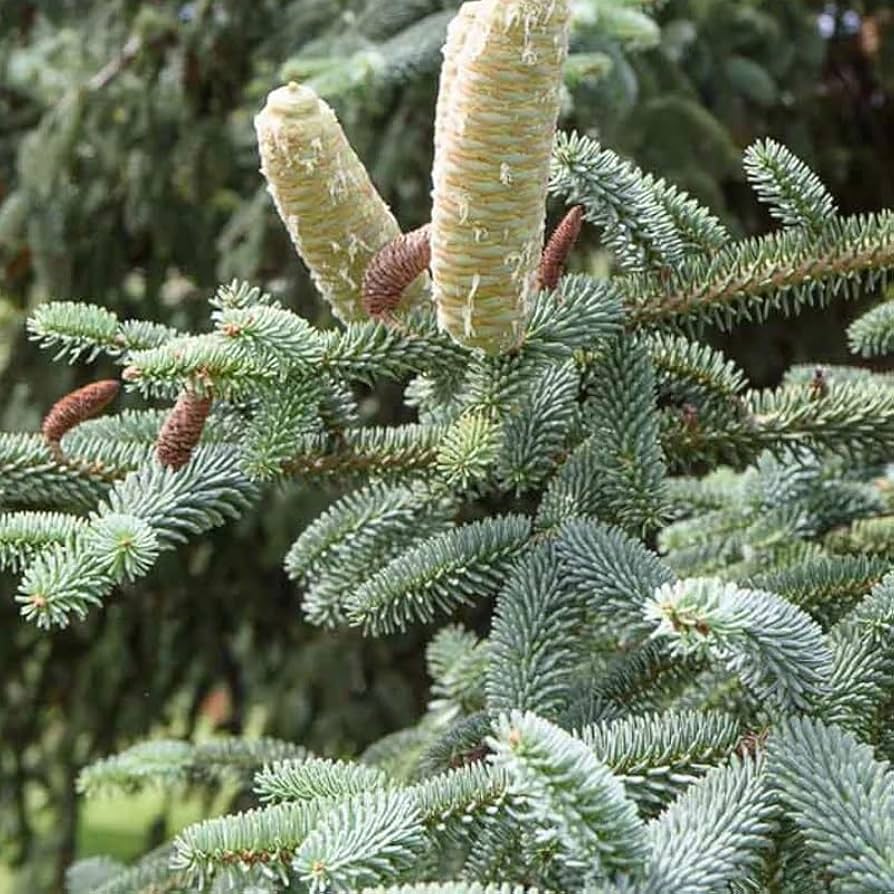 VOLVO cedrus  libani abies pinsapo 苗 Amazon.com : Abies pinsapo (Spanish Fir) Tree Seeds, Elegant