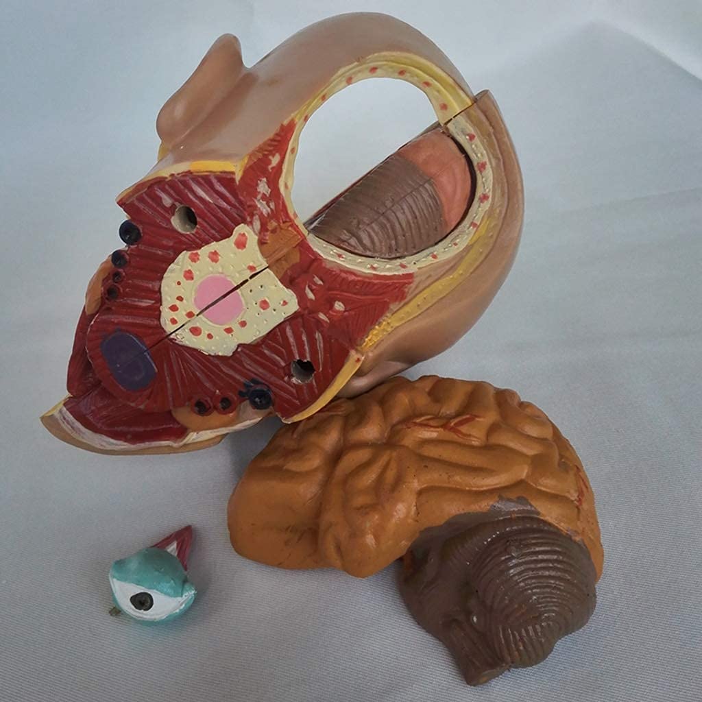 Modelo De Anatomía, Modelo De Anatomía del Cráneo, Modelo De Anatomía Humana, Modelo De Anatomía Arterial De La Cabeza, Libro De Texto De Secundaria