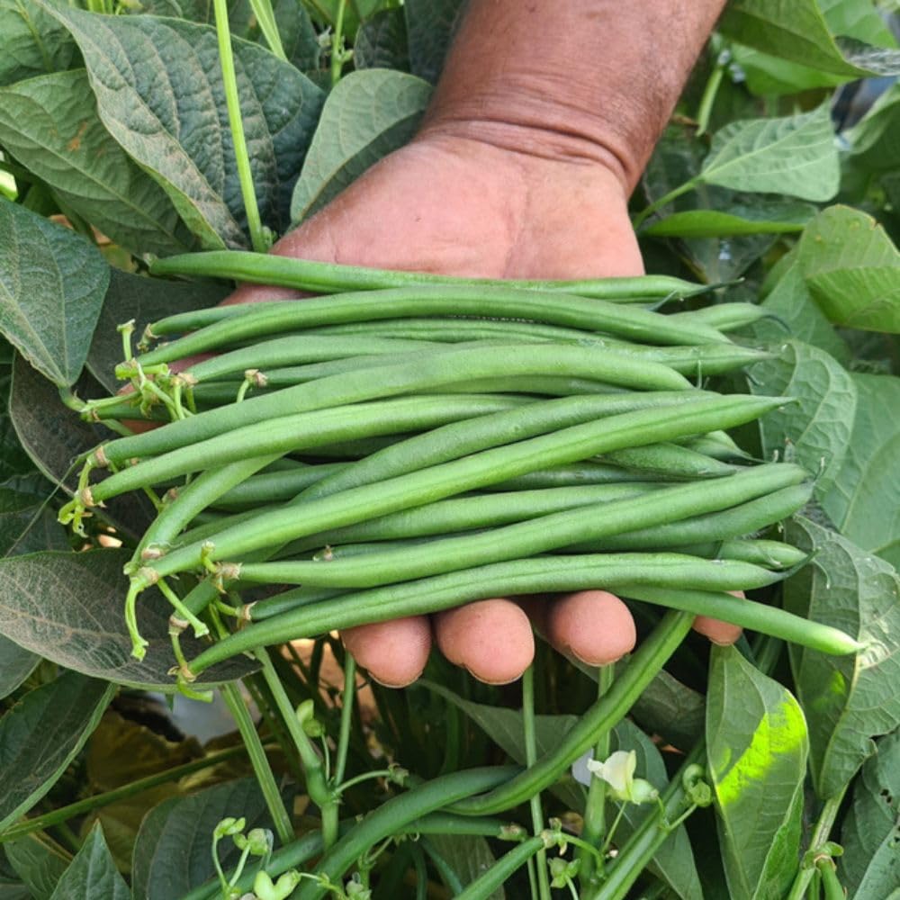 Dwarf French Bean Quartz 120 Seeds Vegetable Suttons