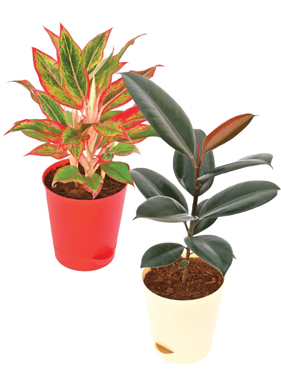 UGAOO Combo of 2 Indoor Live Plants for Home & Living Room with Pot - Aglaonema Red and Rubber Plant (B0B74R4TSZ) Amazon Price History, Amazon Price Tracker