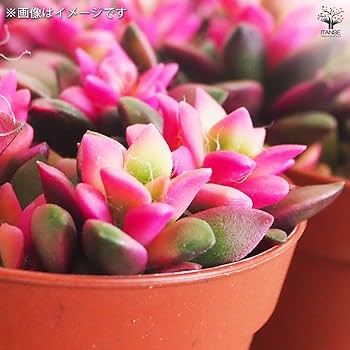 Amazon｜ITANSE 多肉植物 桜吹雪 2.5～3号 1個売り【品種