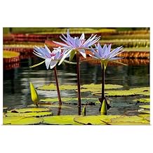 GREATBIGCANVAS Water Lily and lilypads Unframed Poster Print