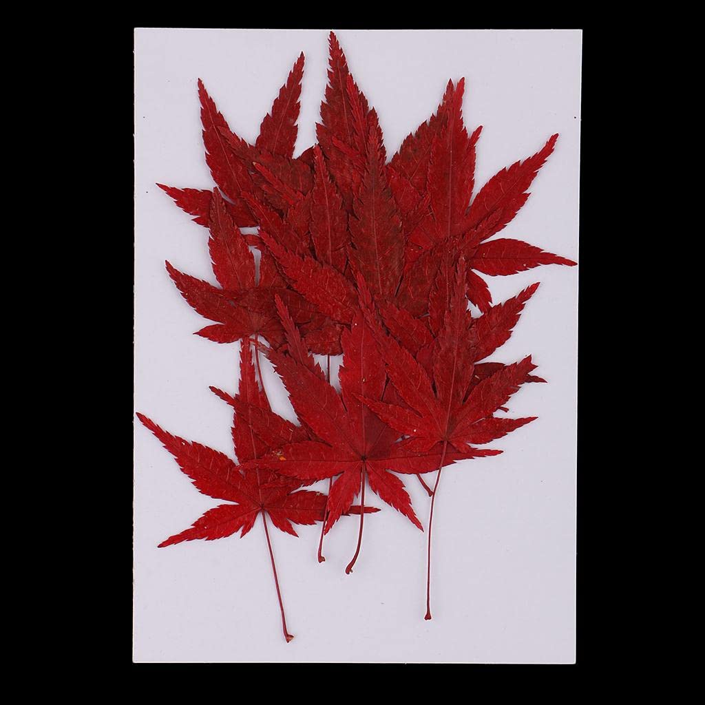 12 Pieces Natural Pressed Dried Flower Leaves Red Maple Leaf Embellishment for Card Making DIY Phone Case Decoration 4-4.5cm-image-48