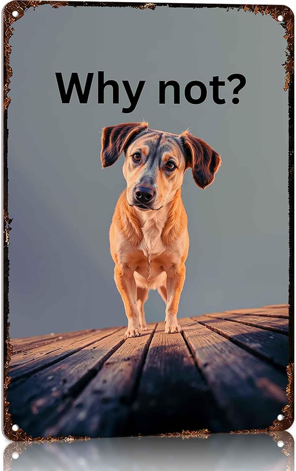 Why Not Curious Dog Metal Sign 8 x 12 Inch