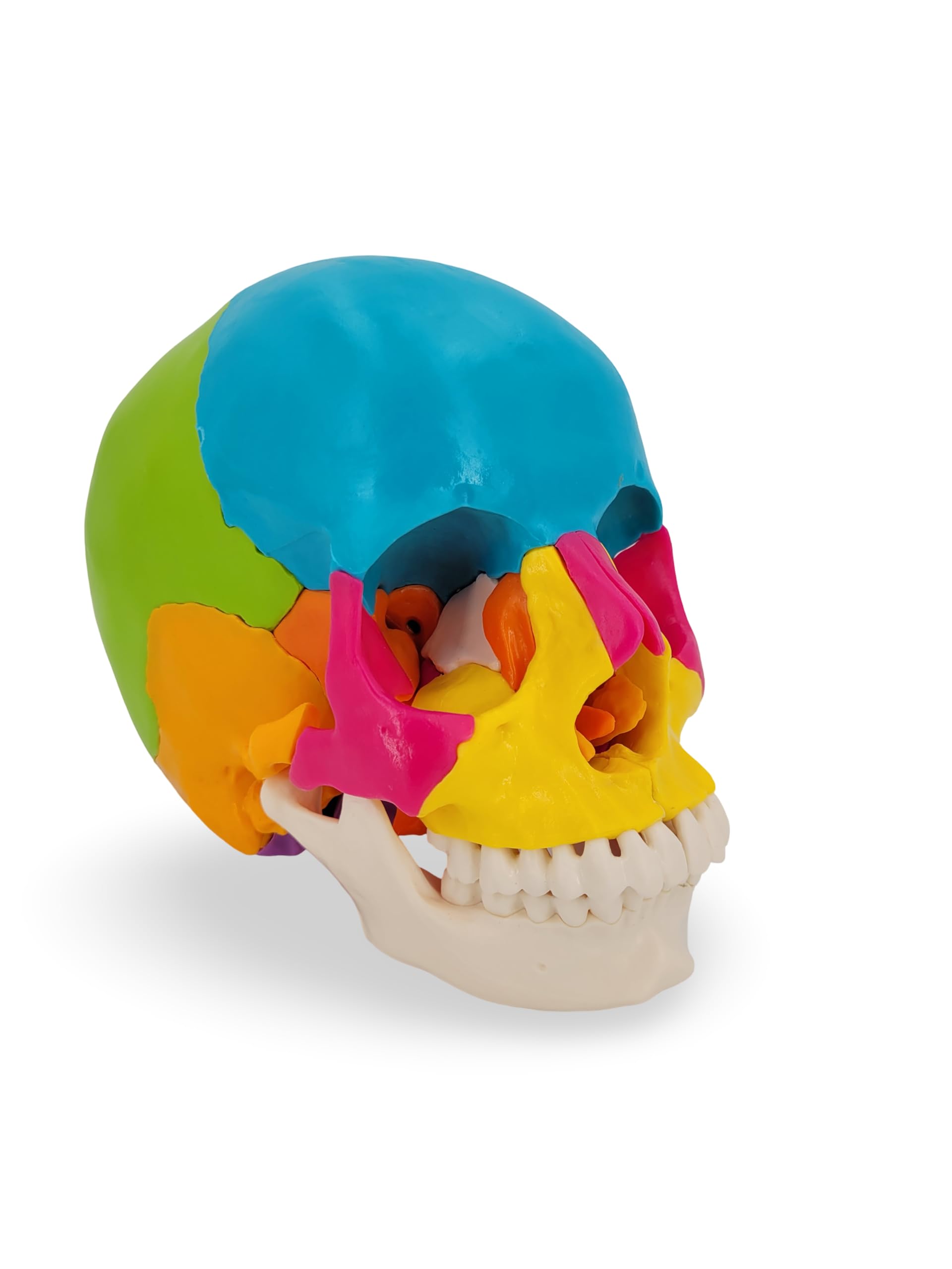 Cranstein Cranio per osteopatia | 15-22 pezzi | didattico | Studi e formazione medica | Modello di anatomia del cranio | Modello del cranio (multicolore, chiari)