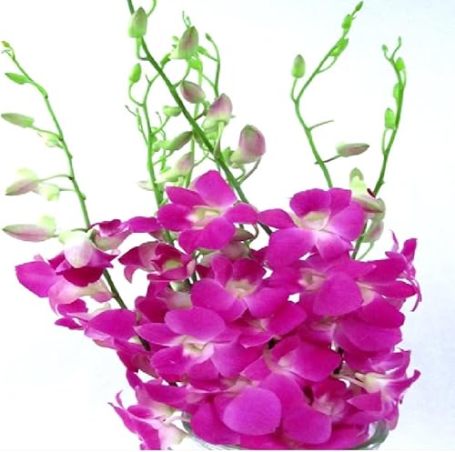 Miniatura 6 de Dendrobium - Plantas hawaianas para orquídeas, 2 unidades, 4-6 pulgadas, de altura enraizada en maceta de 2.5 pulgadas, sin floración, D2