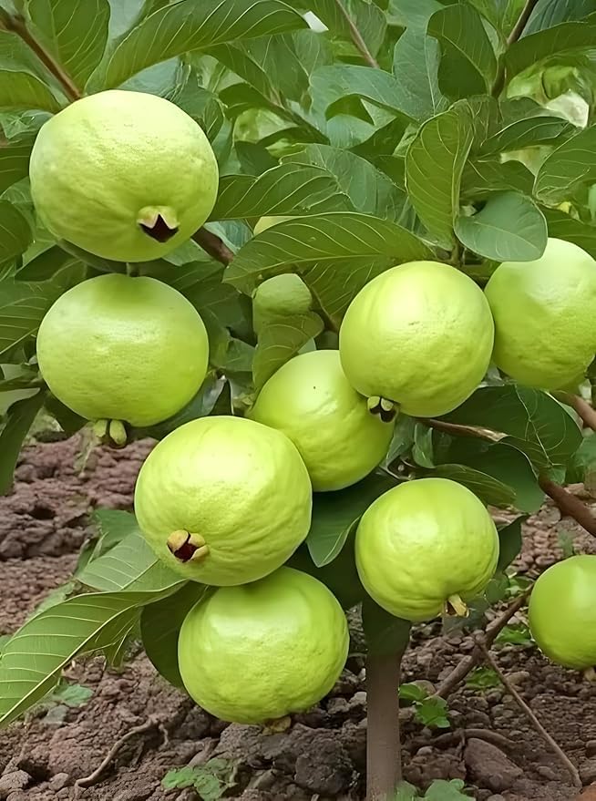 Image of Hybrid Allahabad Safeda Guava Grafted Live Plant - High-Yield, Sweet & Juicy Fruit Variety