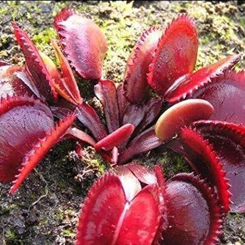 Acecor 50pcs Dionaea Muscipula Giant Clip Venus Flytrap Seeds Potted Flower Plant Seeds … (Red)