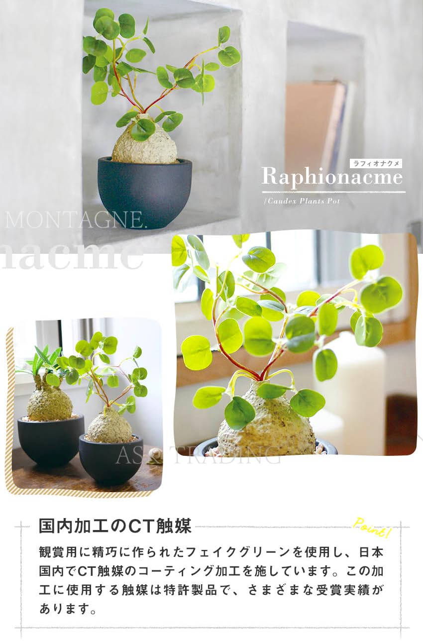 Amazon｜フェイクグリーン コーデックスS CT触媒 人工観葉植物