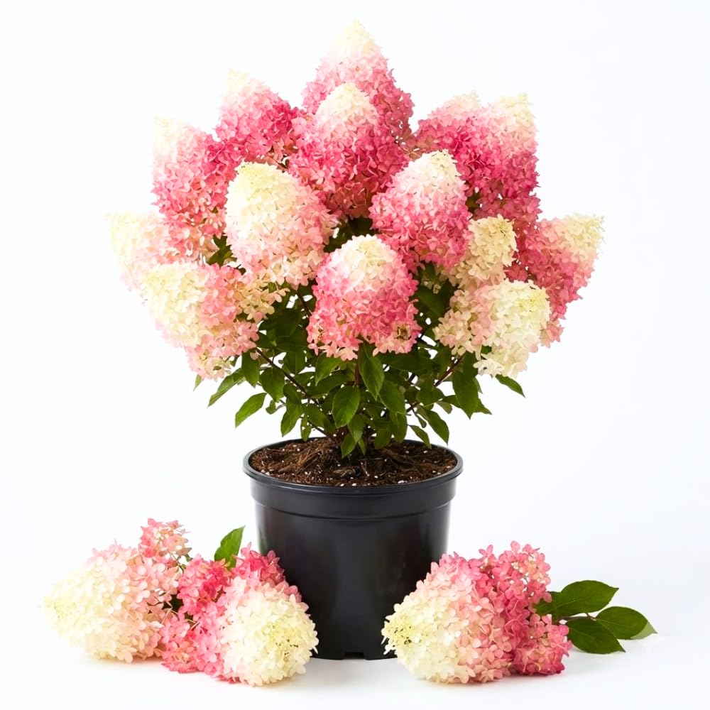 Pink White Hydrangea Plant Live
