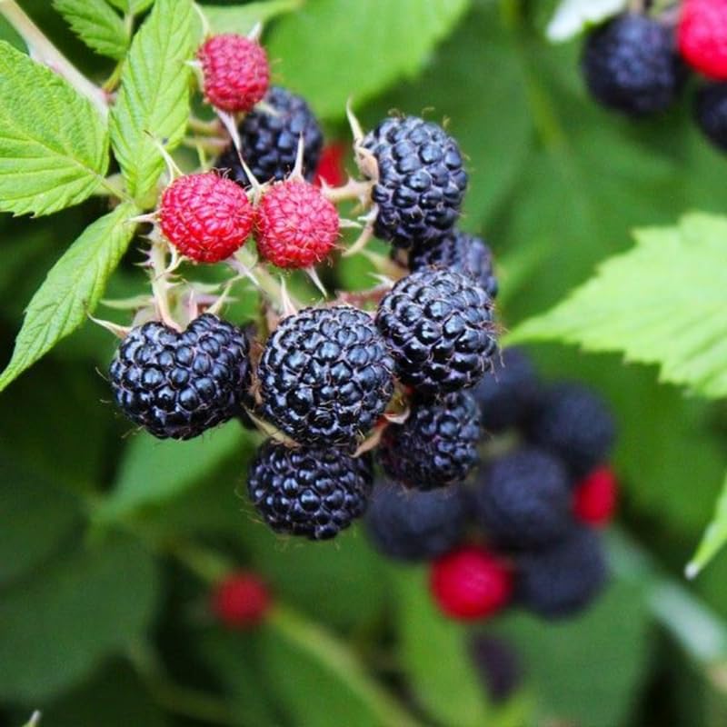 5 Cumberland Black Raspberry Plant, 12-24 Inch Tall Fruit Tree, Juicy & Sweet Fruit Tree, Suitable for Outdoor Garden, Backyard Planting & Landscape Use