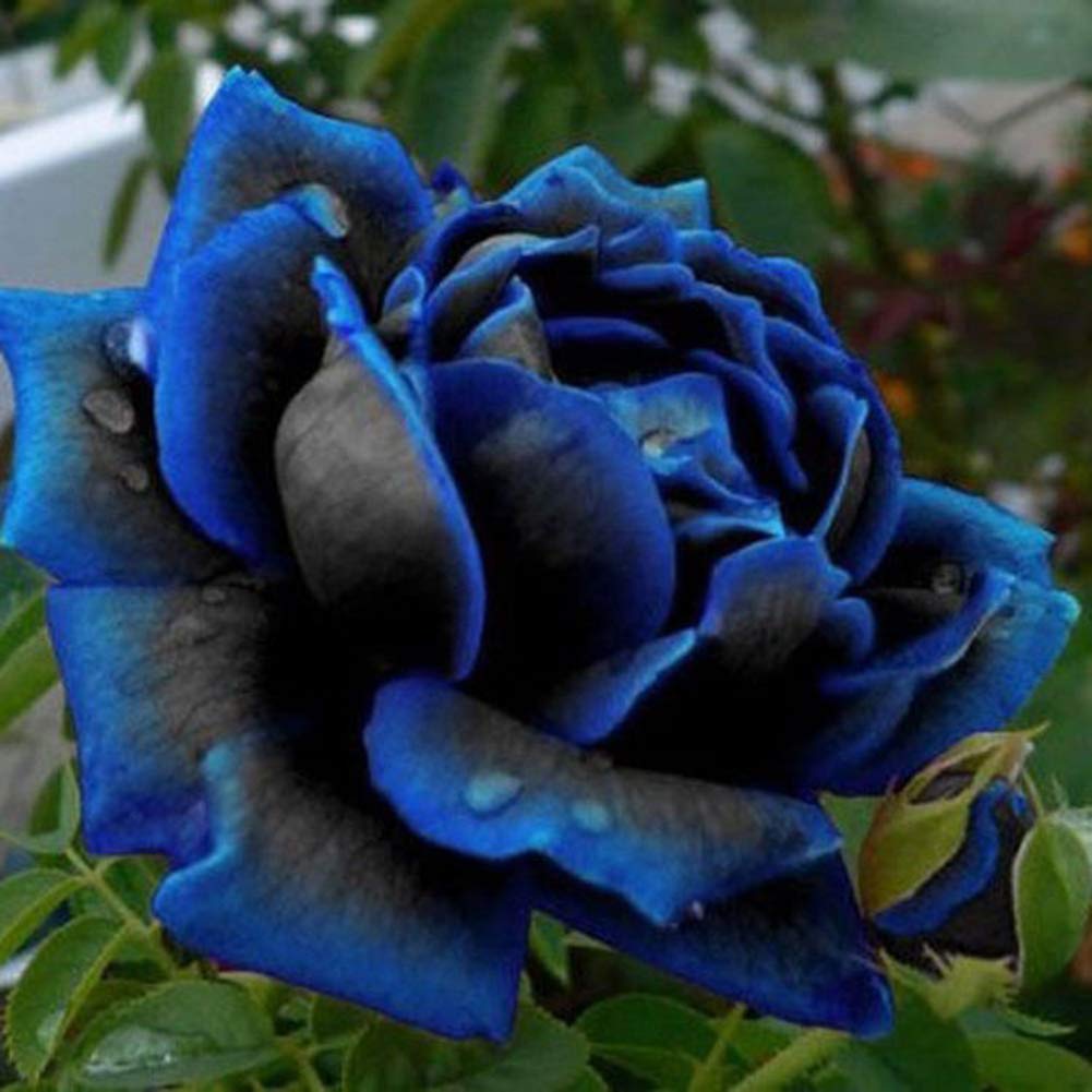 Aiden Gardens Rare Black Blue Rose Flower Seeds - Perennial Rose