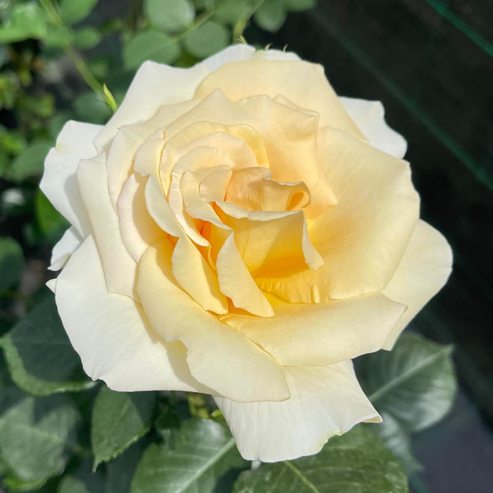 You Garden Harkness Rose 'best Teacher Ever'4 Litre Potted RoseReady To Plant from B&Q
