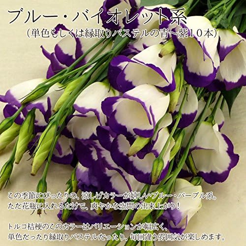 Amazon ほんまもん屋 トルコキキョウ トルコ桔梗 トルコギキョウ 10本 ブルー バイオレット系 切り花 オンライン通販 Amazon ほんまもん屋 トルコキキョウ トルコ桔梗 トルコギキョウ 10本 ブルー バイオレット系 切り花 オンライン通販