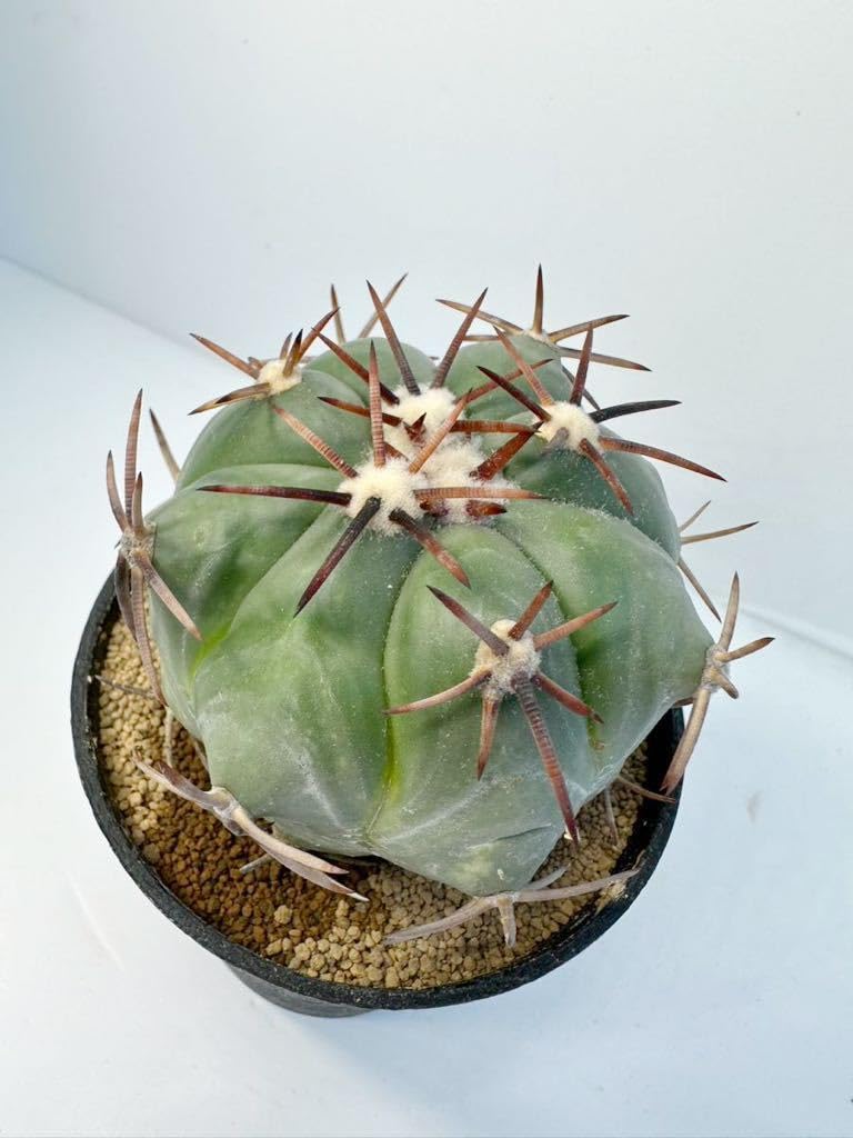 Amazon.co.jp: エキノカクタス 小平丸 (Echinocactus moelleri) 実生
