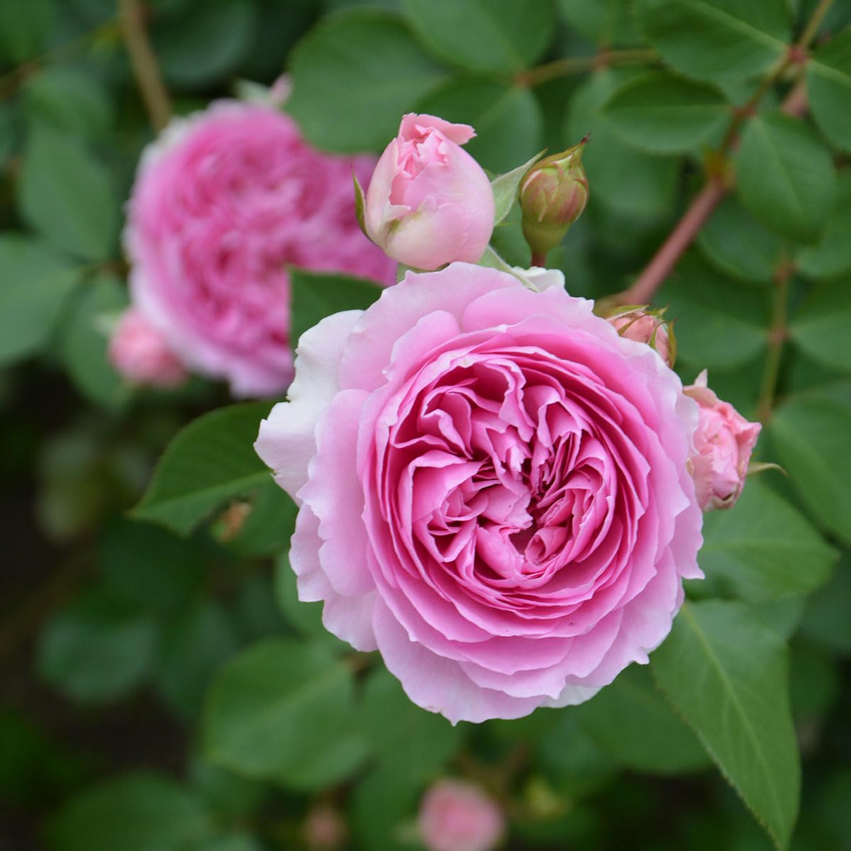 貴重 フランス製 薔薇型造形アールデコ期のペンダントランプ 華麗 貴重