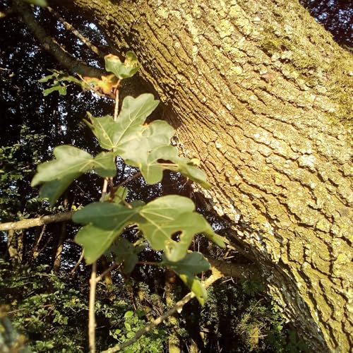 Eichenrinde 500g | Eichenrinde getrocknet und geschnitten | ideal für Sitz- oder Fußbäder, Wickel/Umschläge oder auch als Tee| naturrein | vom Achterhof
