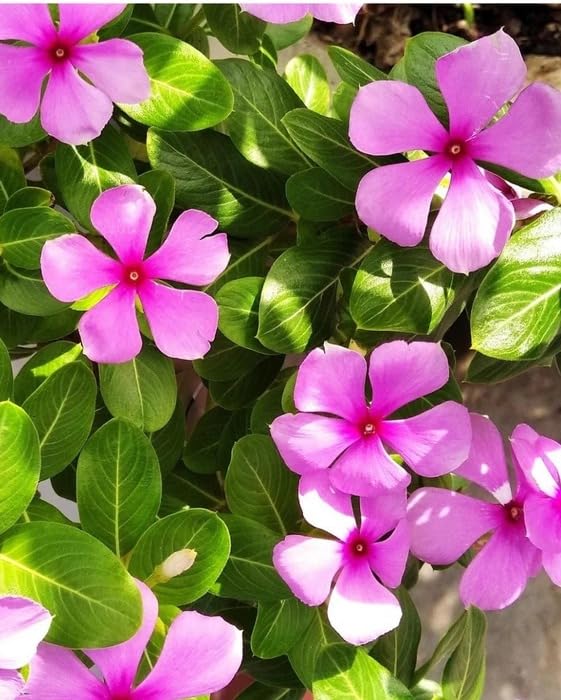 Image of Live Sadhabahar Plant with Plastic Bag | Evergreen Flowering Periwinkle Plant with White & Pink Blooms | Sadabaahar Flower Plant for Home Garden Balcony Outdoor