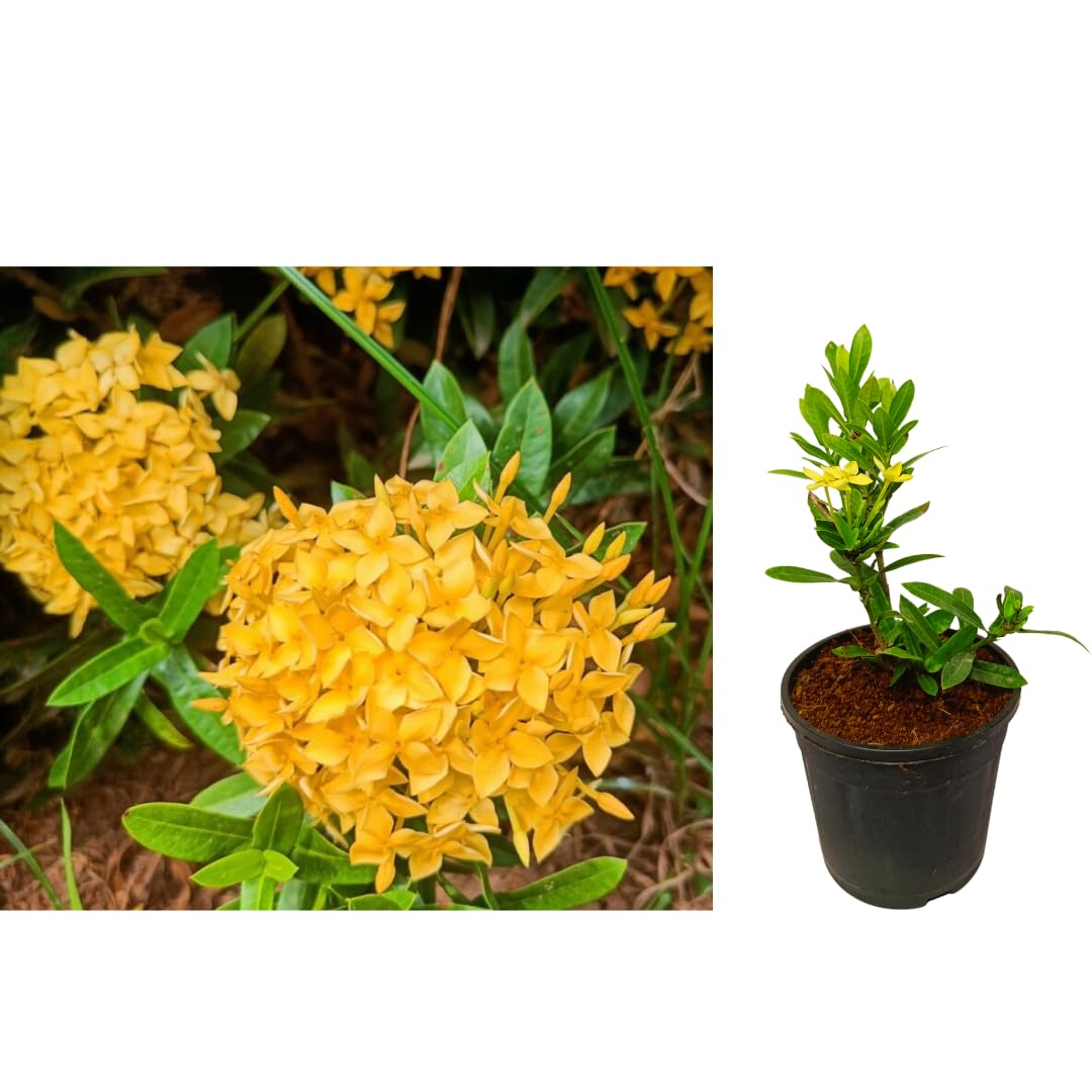 VGR Gardens® Ixora Mini Thailand Chethi Yellow Color | Mini Yellow Ixora | Live Plant | Ixora coccinea | Chethi Plant | Ixora Dwarf Yellow | Miniature ixora Plant | Indoor Outdoor Plant With Pot (B0DB4RNJ86) Amazon Price History, Amazon Price Tracker